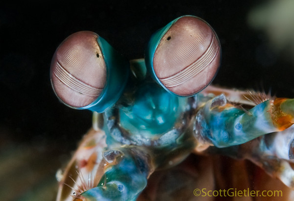 Mantis shrimp eyes, Padang bai, bali