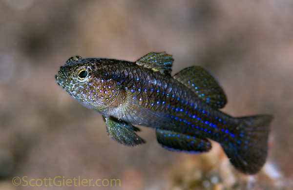 blue-spotted goby, Seraya, Bali
