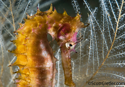Seahorse, Padang Bai, Bali