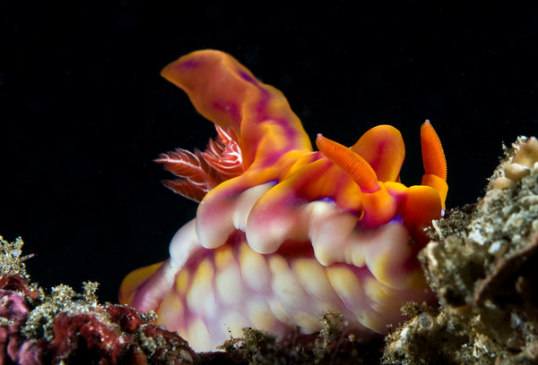 Ceratosoma magnificum nudibranch, padang bai, bali