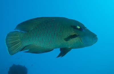 napolean wrasse, liberty wreck, bali
