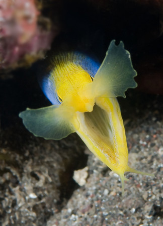 Ribbon eel, tulamben bali