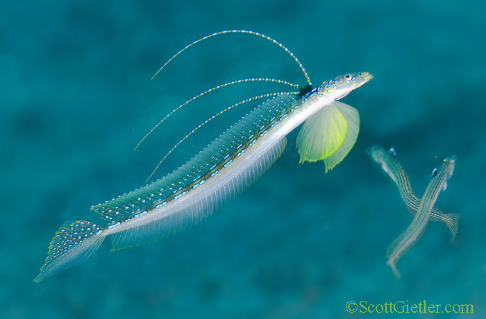 male sand diver display, Amed, Bali