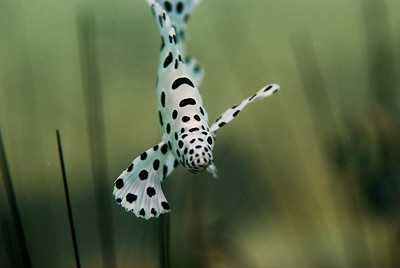 juvenile barrimundi, lembeh