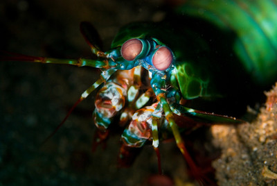 mantis shrimp, lembeh