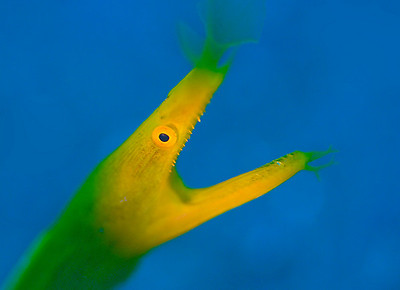 yellow ribbon eel