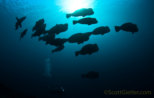 Bumphead parrotfish. Tulamben, Bali Tokina 10-17mm at 10mm 1/320th f/9 ISO 320 Schooling Bumphead Parrotfish