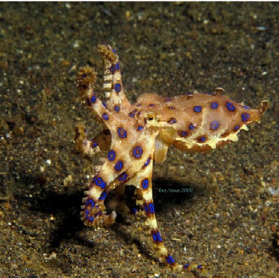 blue ring octopus underwater in lembeh straits