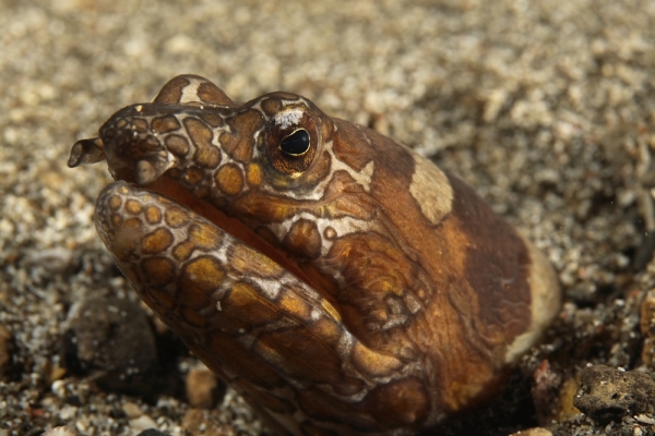 lembeh strait underwater photography, snake eel