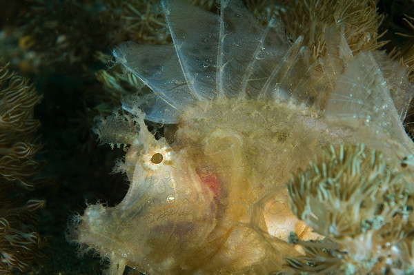 rhinopia frondosa, anilao