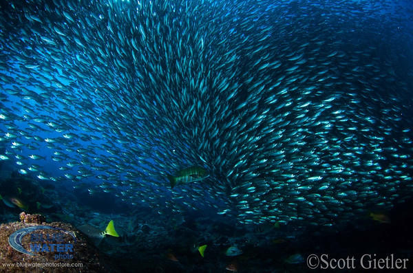 Schooling fish in La Paz, Mexico. Schooling fish in La Paz, Mexico.