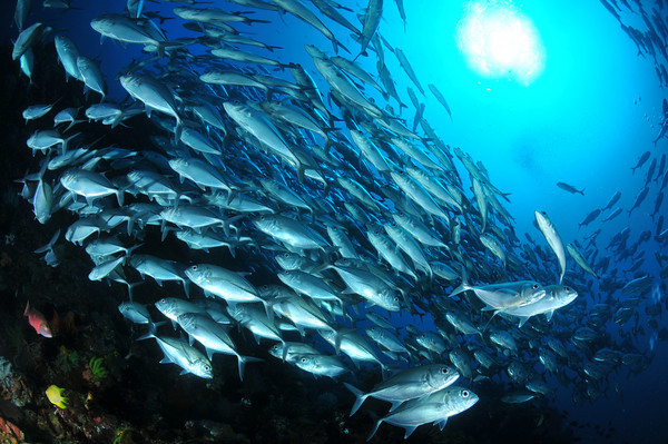 schooling jacks at twin rocks, anilao