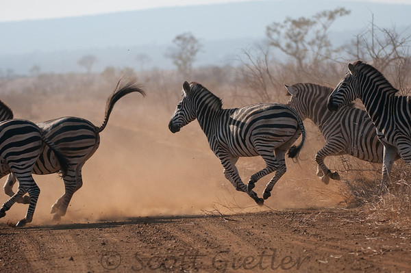 zebras running in kruger park, during an african safari