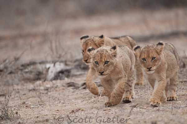 kruger park african safari tips