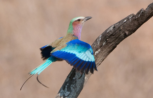 lilac crested roller, kruger park wildlife photography