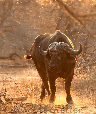 kruger park photography tips