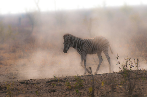 kruger park wildlife photography tips
