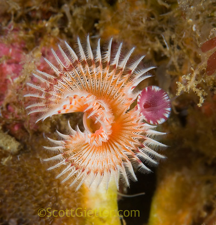 serpulid worm, catalina island