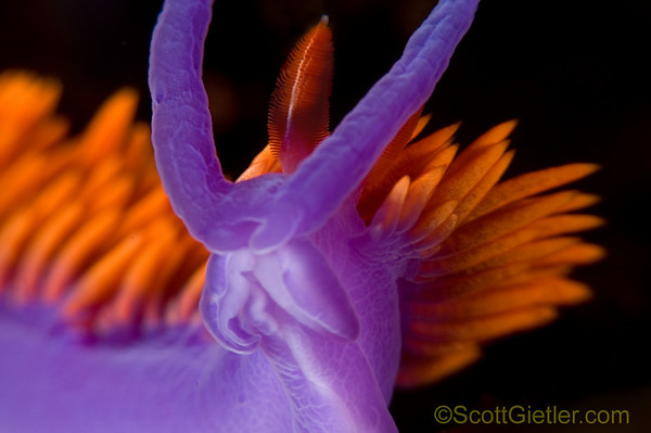spanish shawl nudibranch, catalina