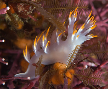Dendronotus albus nudibranch, santa cruz
