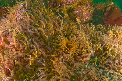 brittle star carpet, anacapa island