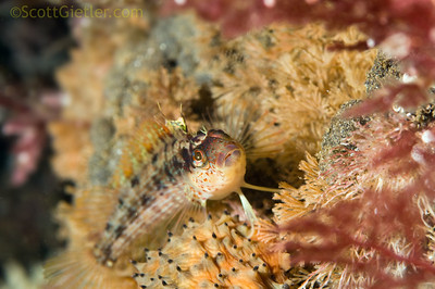 island kelpfish, santa cruz island