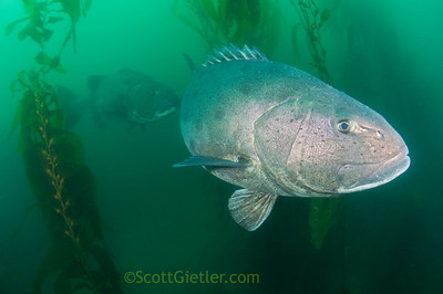 giant black sea bass, anacapa island