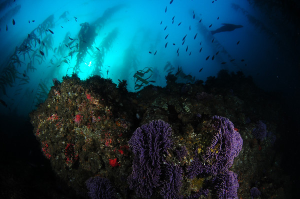 purple hydrocoral at gull island, santa cruz