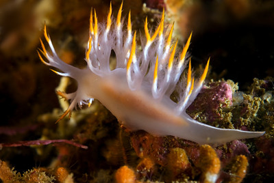 Dendronotus nudibranch, San Miguel island