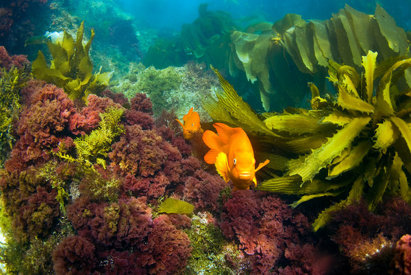 garibaldi and red algae, shallow at the casino point dive park, catalina island