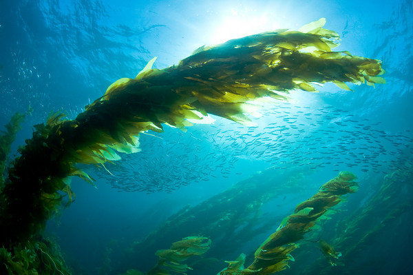 baitball and kelp, sunball, catalina island