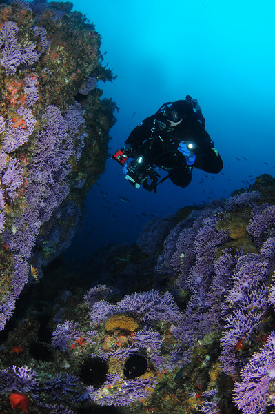 Purple hydrocoral at Farnsworth banks