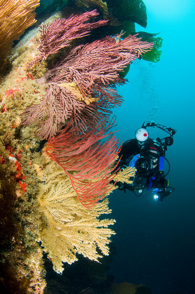 sea fans at arrow point, catalina