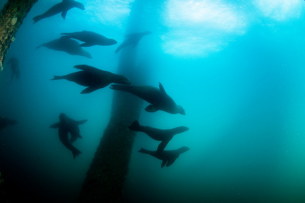 california sea lions