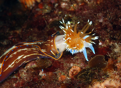 navanax eating a nudibranch underwater