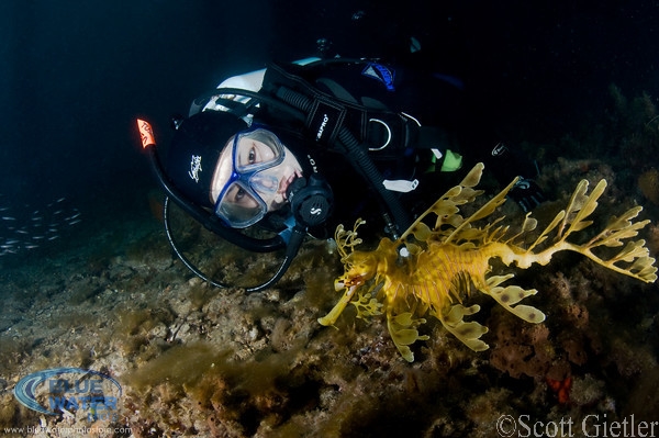 leafy sea dragon photo