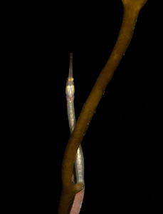 Elegant pipefish
