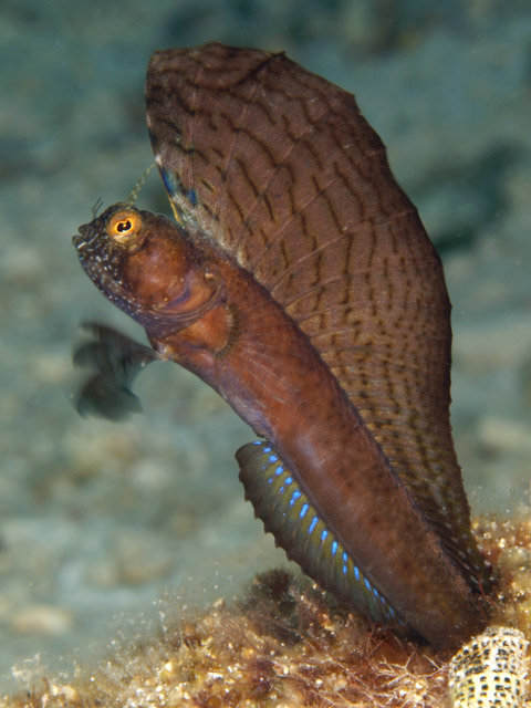 sailfin blenny