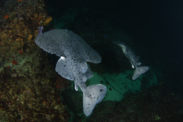 Torpedo rays