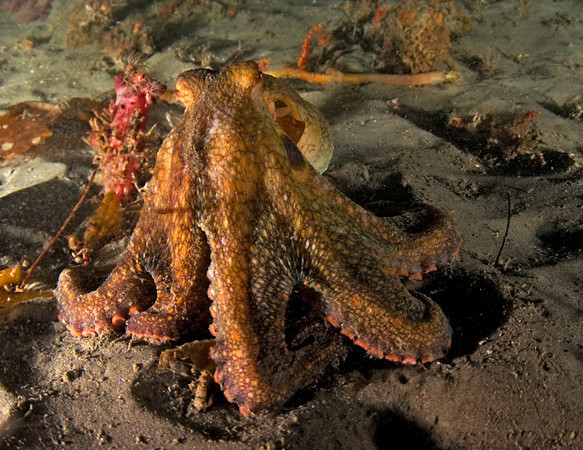 two spot octopus
