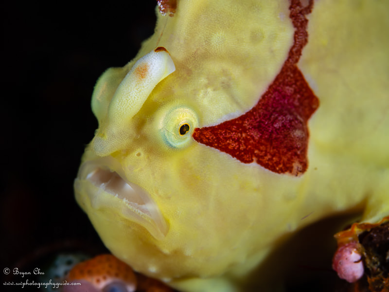 Frogfish I found sitting on a wall. There was messy substrate and sponges behind it, but maybe 6 or 8 inches of water between frogfish and substrate. Using inward-facing strobes, I got a nice black background to isolate the frogfish.