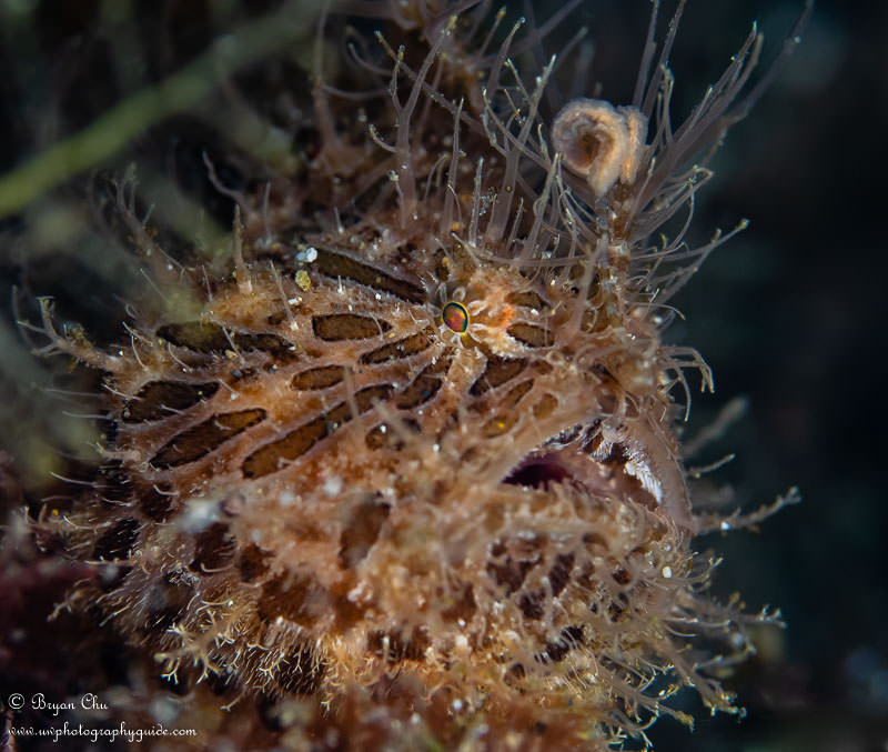 Shallow depth of field helped to isolate this hairy frogfish from a very noisy/messy background Hairy Frogfish