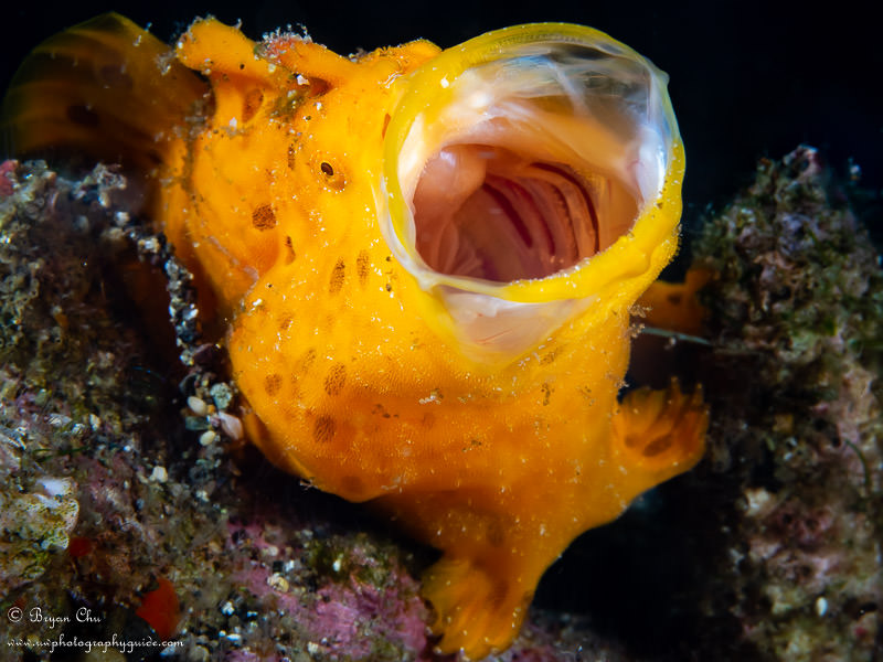 I spent about 10-15 minutes waiting for this frogfish to yawn. I used inward-facing strobes for a black background, and left enough space in the frame to fit the yawn.