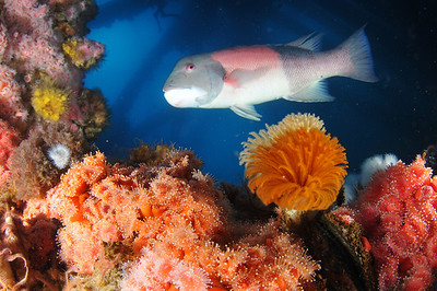 close-focus wide angle underwater