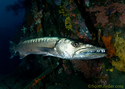 Barracuda underwater photo