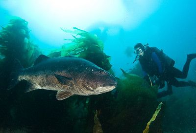 giant black sea bass underwater photo