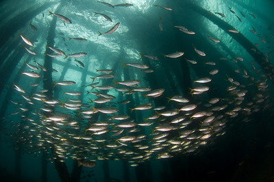 rapid bay jetty underwater, Adelaide
