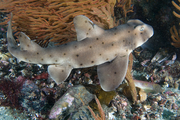 horn shark swimming underwater