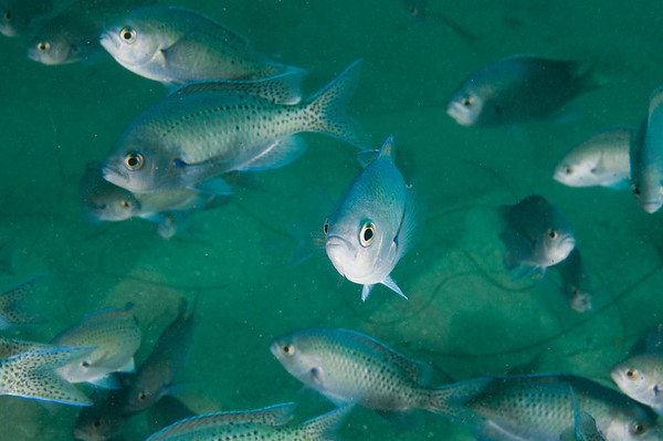 fish photo with my nikon 18-55mm lens underwater