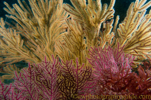 nikon 18-55mm underwater photo